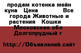 продам котенка мейн-куна › Цена ­ 35 000 - Все города Животные и растения » Кошки   . Московская обл.,Долгопрудный г.